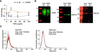 Extracellular Vesicles From TNFα Preconditioned MSCs: Effects on Immunomodulation and Bone Regeneration